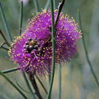 MELALEUCA filifolia | Wiry Honey Myrtle